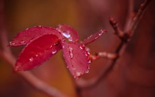 Картинка ветка, после дождя, осенние, красные, листья, капли, боке