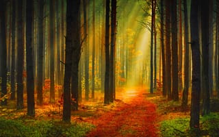 Картинка тропинка, осень, деревья, лучи солнца, лес