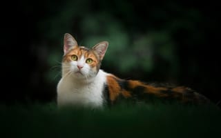 Картинка кошка, боке, киска, портрет, взгляд