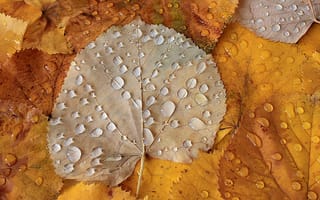 Картинка осень, Autumn leaves, капли, листья