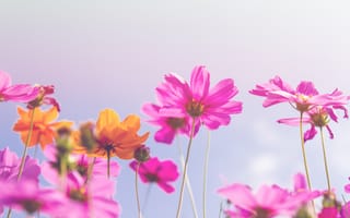 Картинка поле, лето, луг, цветы, солнце, summer, небо, colorful