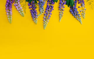 Картинка цветы, желтый, люпины, lupine, purple, yellow, flowers