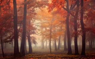 Картинка forest, trees, свет, осень, fog, leaves, листья, деревья, autumn, light, туман, лес