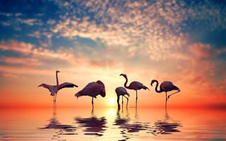 Картинка небо, солнце, птица, закат, облака, фламинго, водоем, отражение