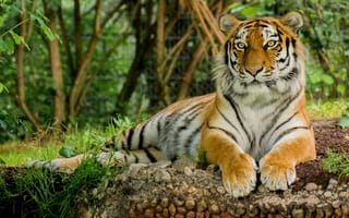 Картинка тигр, отдых, животное, Кошка