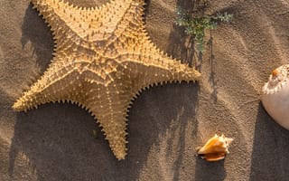 Картинка песок, пляж, summer, sea, лето, ракушки, sand, beach