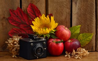 Картинка подсолнух, листья, фотоаппарат, яблоки