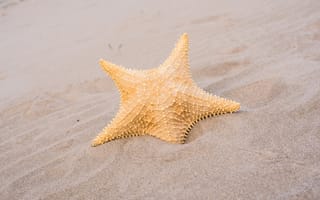 Картинка песок, starfish, sand, marine, beach, summer, звезда, лето, пляж