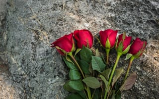 Картинка цветы, розы, flowers, бутоны, букет, romantic, красные, red