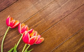 Картинка цветы, тюльпаны, spring, red, wood, flowers, красные, tulips