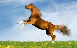 Картинка поле, трава, облака, морда, одуванчик, конь, природа