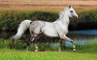 Картинка поле, белый, лето, река, природа, трава, взгляд, морда