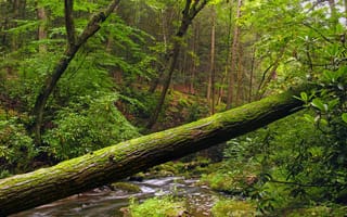 Картинка лес, деревья, берег, река, ствол, природа