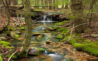 Картинка лес, деревья, камни, река, природа, ручей