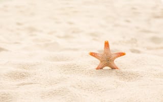 Картинка песок, пляж, sand, beach, summer, marine, лето, звезда