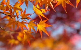 Картинка ветка, осень, листья, клен