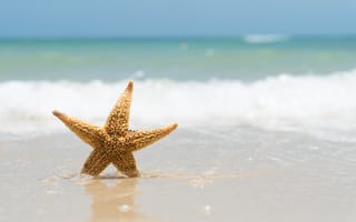 Обои песок, море, summer, звезда, marine, sea, волны, лето, sand, берег, beach, starfish, пляж