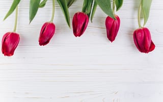 Картинка цветы, тюльпаны, flowers, purple, tulips