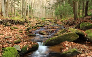 Картинка осень, лес, ручей, камни, вода, деревья, природа, река