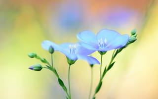 Обои цветы, голубые, размытость, лён