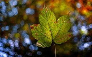 Картинка осень, лист, природа, боке