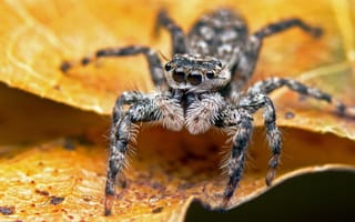 Картинка взгляд, листья, паук, желтый, прыгунчик, джампер, макро