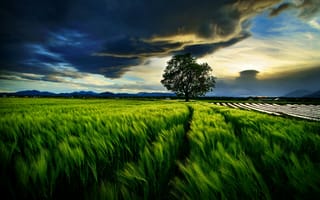 Картинка поле, тучи, дерево, небо, пшеница