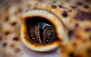Картинка глаз, веко, крокодил
