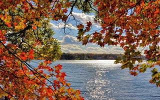 Картинка небо, листья, облака, деревья, озеро, ветки, осень