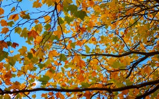 Обои небо, ветки, осень, листья, дерево