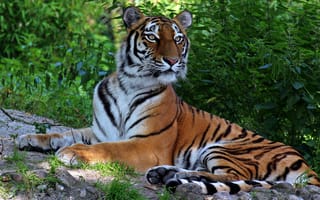 Картинка тигр, красавец, хищник