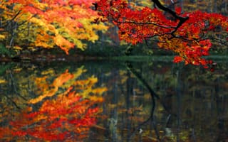 Картинка лес, пруд, листья, ветка, озеро, осень
