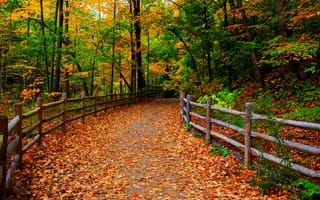 Обои colors, дорога, лес, деревья, path, park, fall, walk, листья, colorful, trees, forest, nature, парк, leaves, природа, осень, road, autumn