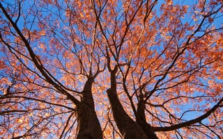 Картинка небо, ветки, листья, осень, деревья, ствол