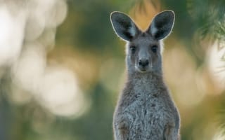 Картинка кенгуру, портрет, взгляд