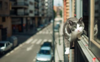 Картинка город, кошка, улица, взгляд