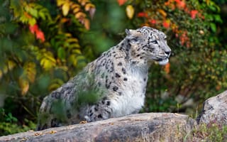 Картинка осень, кошка, камни, взгляд, краски, портрет, листья, снежный барс
