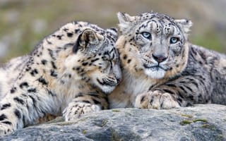 Картинка кошка, взгляд, дружба, нежность, снежный барс, дикие кошки, ласка, камни