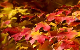Картинка листья, природа, ковер, осень, клен