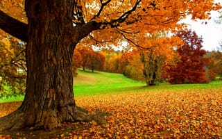 Картинка nature, trees, лес, autumn, fall, forest, листья, park, walk, leaves, road, colors, парк, природа, осень, path, colorful, деревья, дорога
