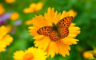 Картинка Макро, Spring, Butterfly, Цветочки, Бабочка, Flowers, Весна, Macro