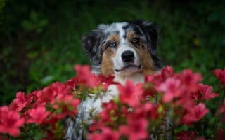 Картинка цветы, портрет, собака, аусси