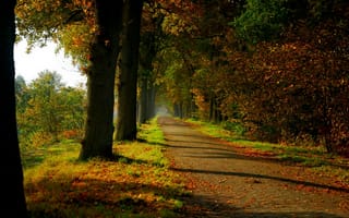 Картинка листья, colorful, colors, path, природа, деревья, лес, осень, trees, дорога, nature, forest, road, парк, leaves, fall, autumn, walk, park