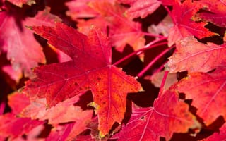 Картинка листья, ковер, багрянец, осень, природа, клен