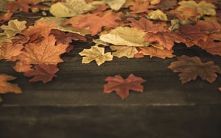 Картинка осень, осенние, wood, листья, colorful, maple, leaves, доска, autumn, дерево