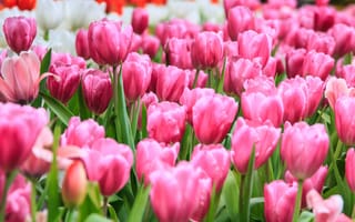 Картинка поле, tulips, розовые, pink, цветы, flowrs, field, тюльпаны