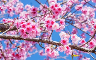 Картинка ветки, весна, sakura, blossom, spring, pink, bloom, cherry, сакура, цветение
