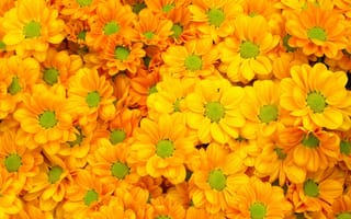 Картинка цветы, желтые, bright, flowers, summer, yellow, хризантемы