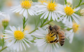 Картинка цветы, лето, пчела