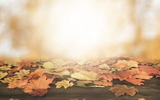 Картинка осень, листья, дерево, осенние, wood, солнце, maple, colorful, autumn, leaves